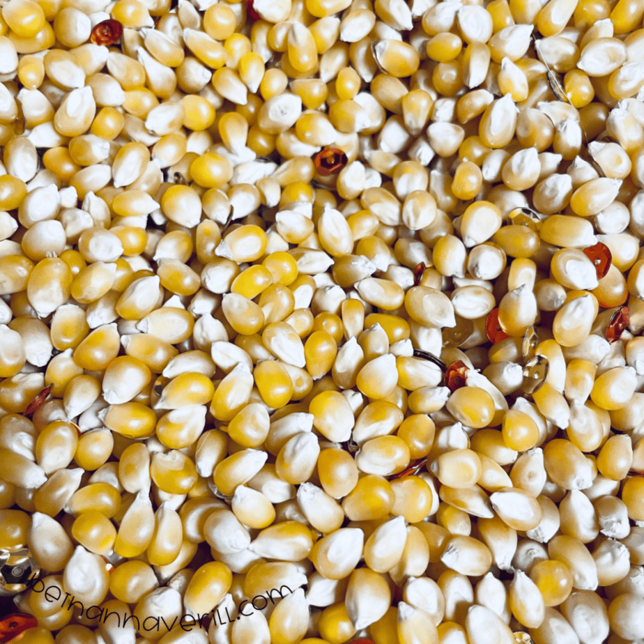 Popcorn kernels filling the sensory bin