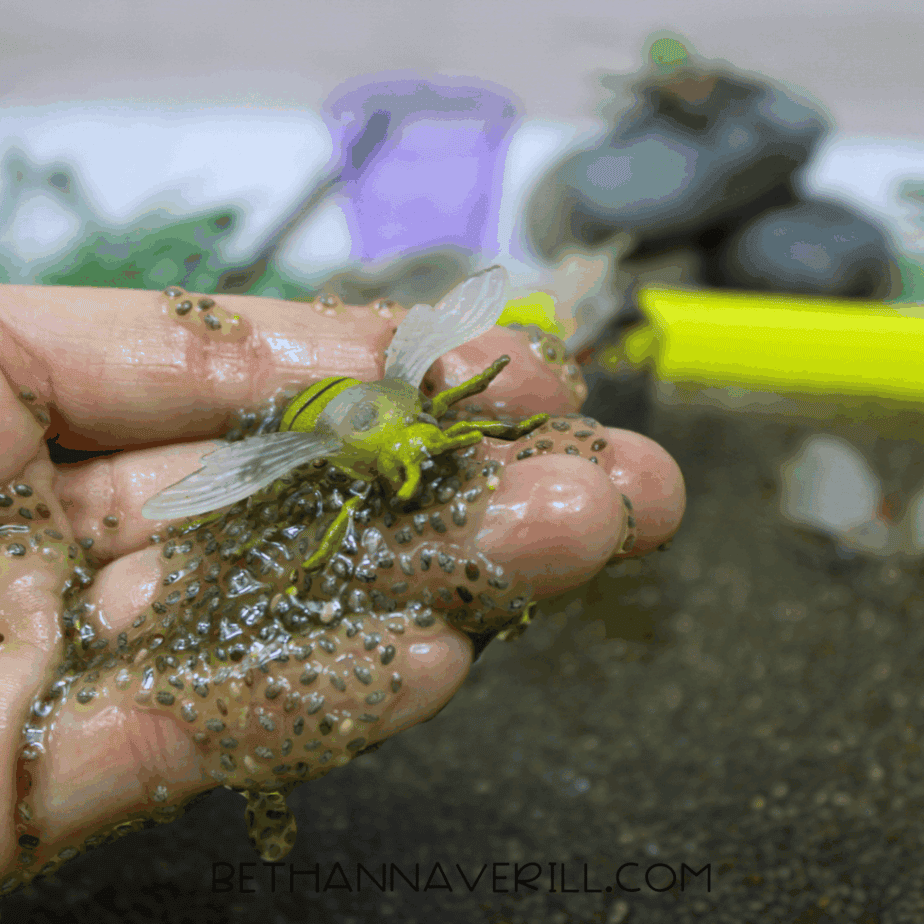 Child’s hand holding a plastic insect toy covered in hydrated chia seeds above the sensory bin.