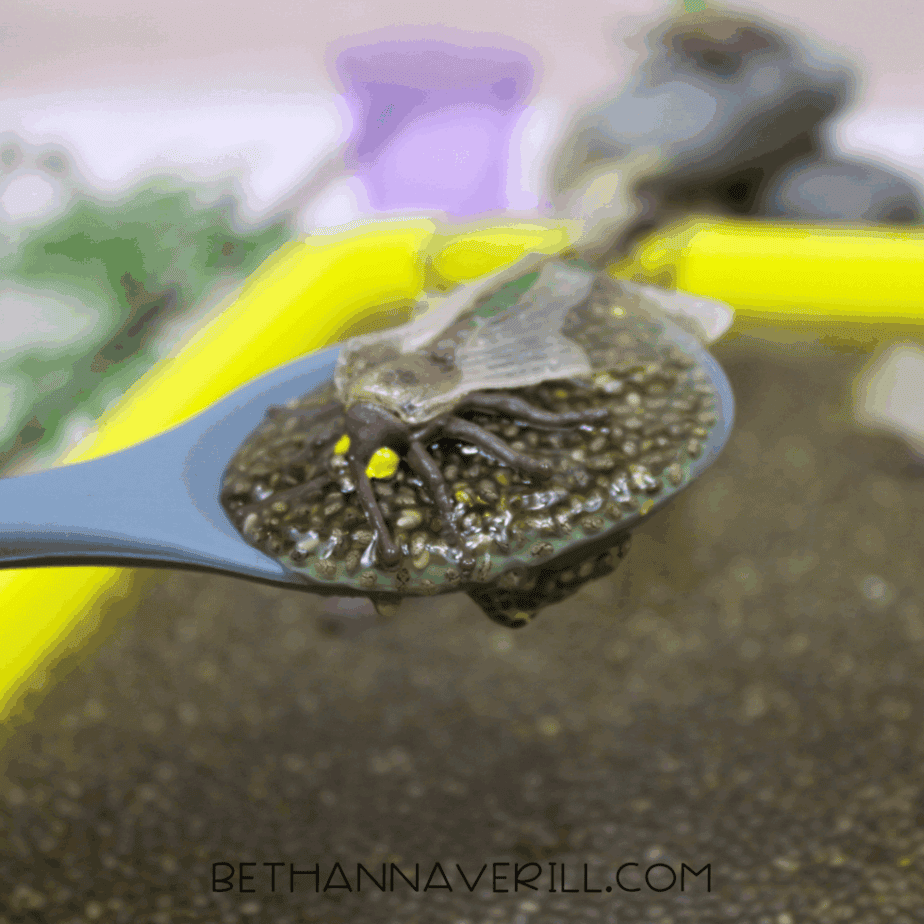 Close-up of a plastic insect toy resting on a spoon coated with hydrated chia seeds inside the sensory bin.