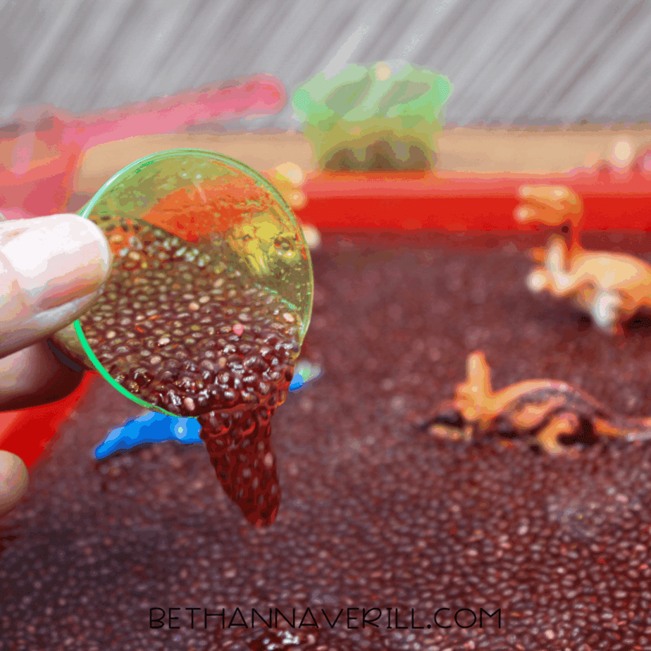 Small clear cup scooping hydrated chia seeds from a red sensory tray filled with dinosaur figures.