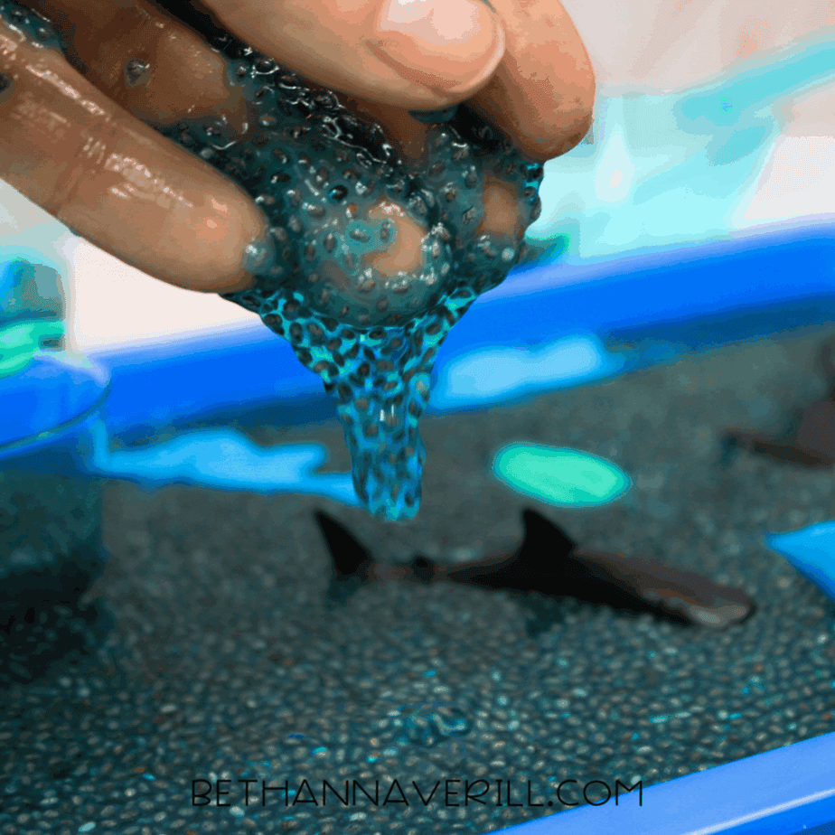 Close-up of a hand holding a clump of blue hydrated chia seeds above the sensory bin.