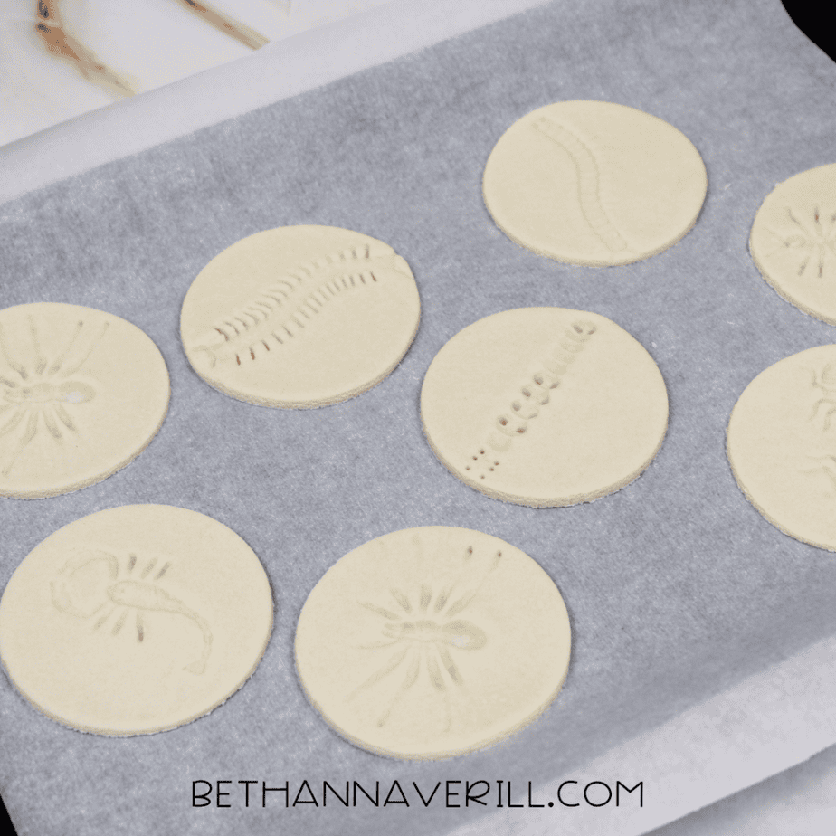 Salt dough circles on parchment paper with detailed bug fossil impressions pressed into the surface.